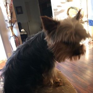 Meet your Posher, Shuntashia